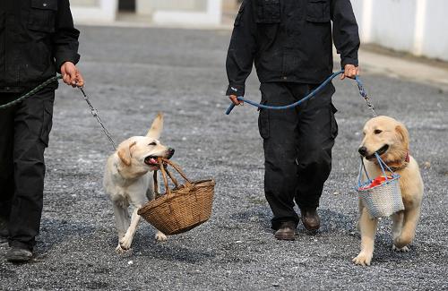 宠物犬"变身"服务犬