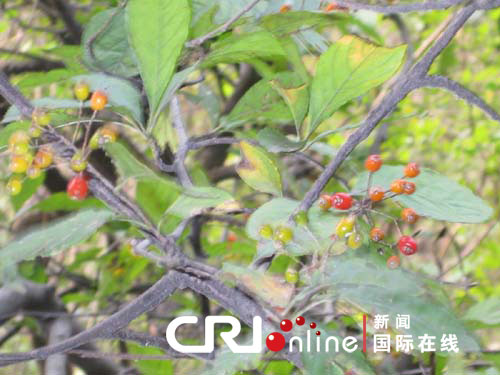 花枝什么颤成语_花枝乱颤什么意思