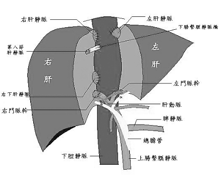 肝移植肝源社保可以报销吗 四川肝移植社保