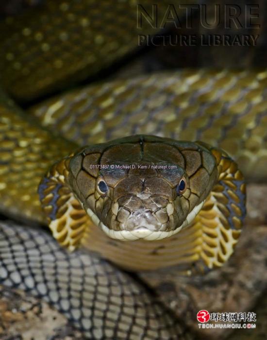 梦游水田，与大黑蛇共舞的奇幻之旅