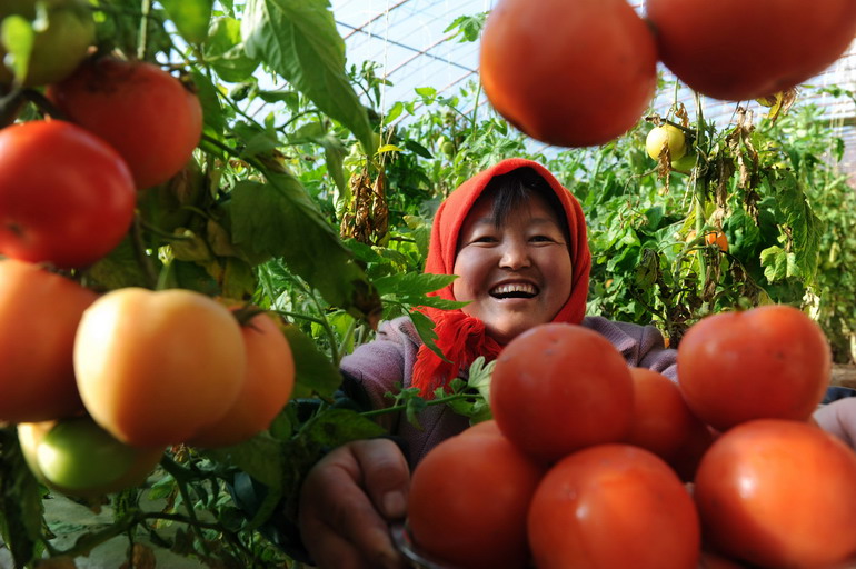 蔬菜种植_合肥种植蔬菜收入(2)