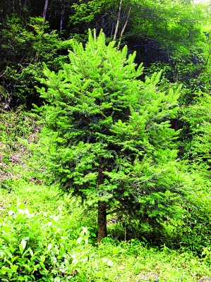 国家重点保护野生植物名录——百山祖冷杉