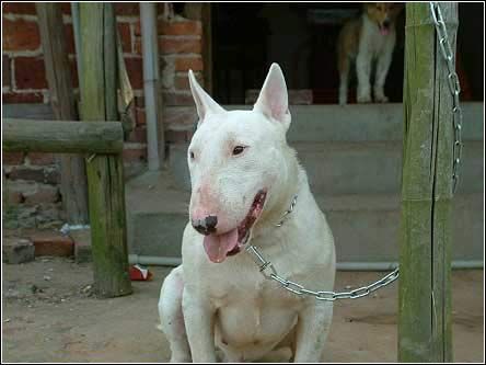 世界十大最凶悍猛犬:中国藏獒居首