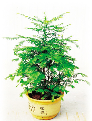 如何种植红豆杉 2147284524993103209.jpg