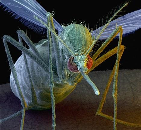英科学家培育出"变态蚊子" 或将消灭疟疾(图)