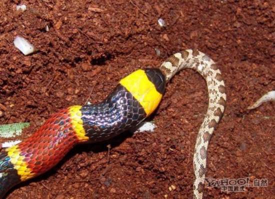 黄金珊瑚蛇活吞玉米蛇