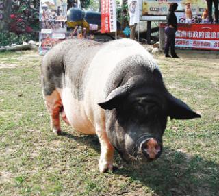台湾200斤麝香猪人气颇高 主人欲为其"征婚"
