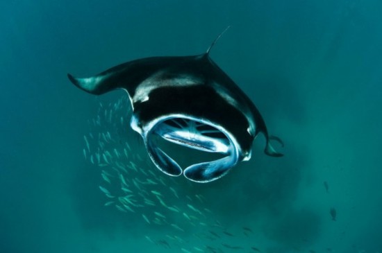 马尔代夫魔鬼鱼海底集体觅食壮观景象