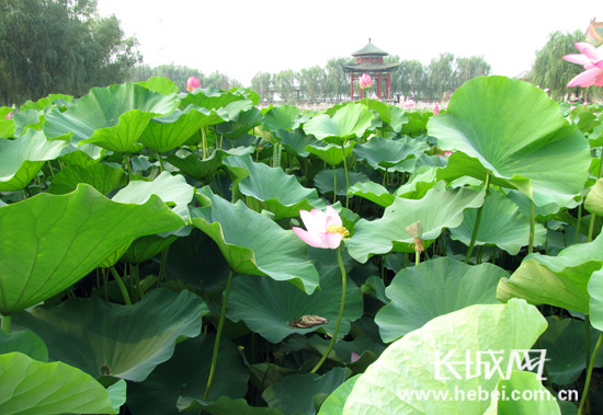 本网与邢台岐山湖景区诚邀20位散文名家采风