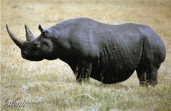 世上什么动物最胖 4619458529982959322.jpg