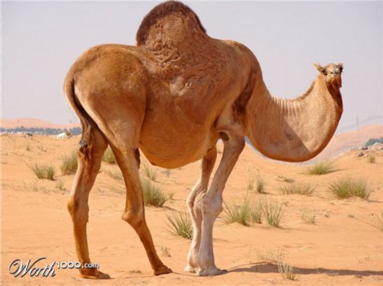 世上什么动物最胖 5461318707992217684.jpg