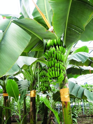 香蕉生长春