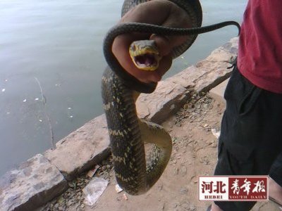 太平河钓鱼 钓上来一条大蛇