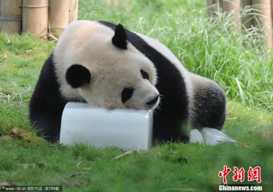 成都持续高温 大熊猫享受冰块降温