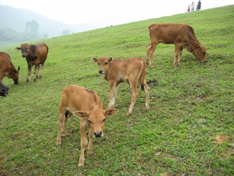 反刍动物排放甲烷 牛羊成温室效应最大帮凶