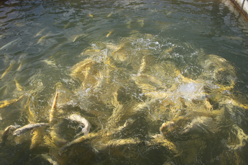 化隆县冷水鱼网箱养殖基地到2015年产值达11