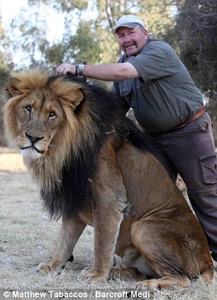 英国动物管理员为狮子喷洒定型剂梳理鬃毛(图)_新闻台_中国网络电视台