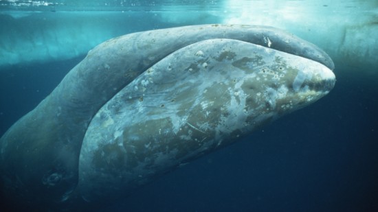 罕见!巨鲸精彩生活