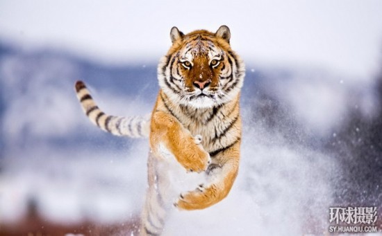 探秘神奇大自然:震撼视觉的动物摄影