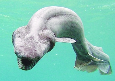 蓝色血液的生物 4292704146014844503.jpg