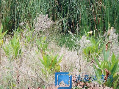 斥资400万元建成 昆明龙门生态公园成弃儿