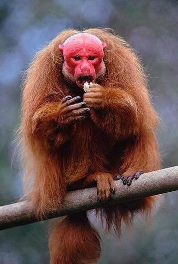 盘点15种相貌最奇特生物