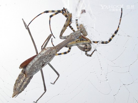 双钳大战恶嘴 实拍罕见的蜘蛛大战螳螂_新闻台