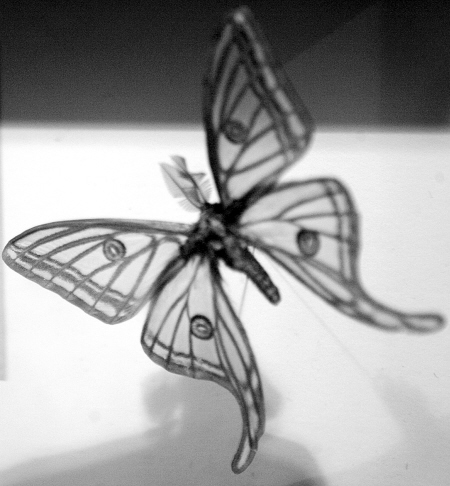 展示着许多如同伊莎贝拉一般绚美神秘的蝴蝶