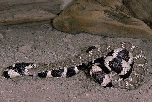 世界上最美的两种毒蛇:加州王蛇生吞响尾蛇