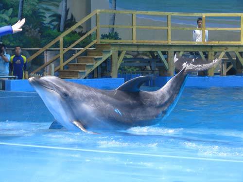 華中最大海洋主題公園今開門迎客(組圖)