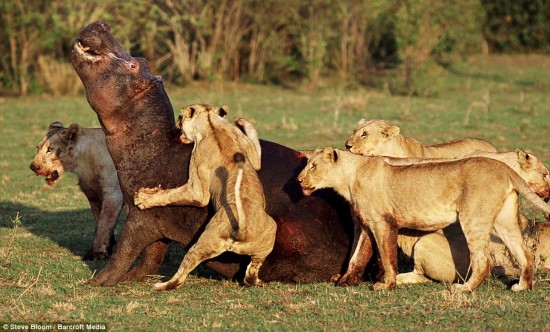野生动物生死搏斗瞬间:非洲狮群围攻河马(图)