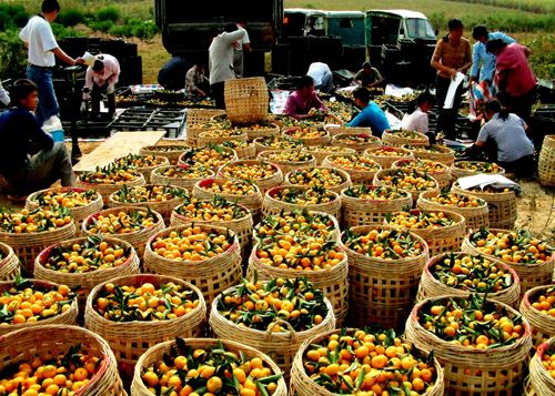 广西柳城华侨农场调整水果产业结构 促职工增