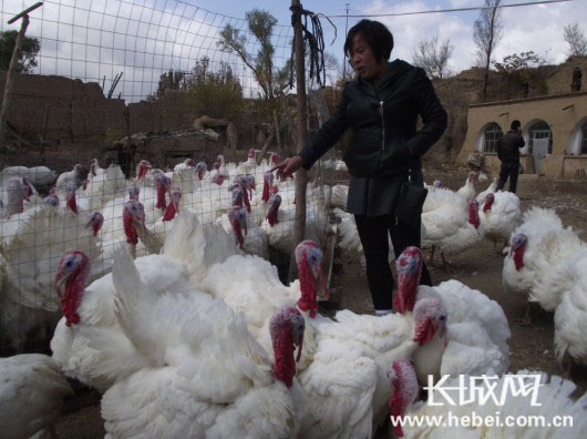 怀安建最大火鸡养殖厂 让农民生活火起来