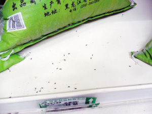 天津一超市大米过期未及时清理 袋子内外虫乱