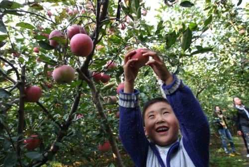 总产量达1100万公斤 木林苹果又迎大丰收