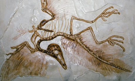 澳科学家称始祖鸟并非恐龙 龙鸟之争 又有新解