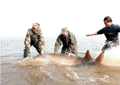 哇,逮了条400多斤的鱼