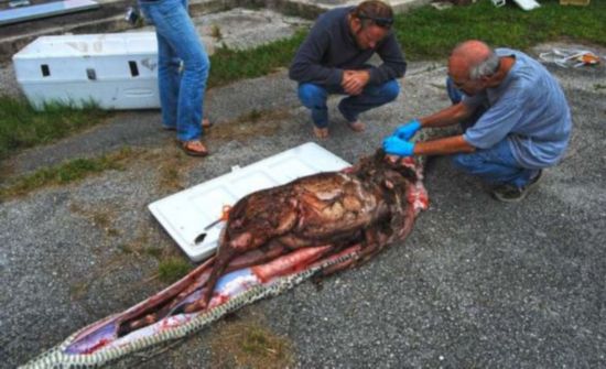 美国发现4.8米长巨蟒吞下整只成年鹿(图)_新闻台_中国网络电视台
