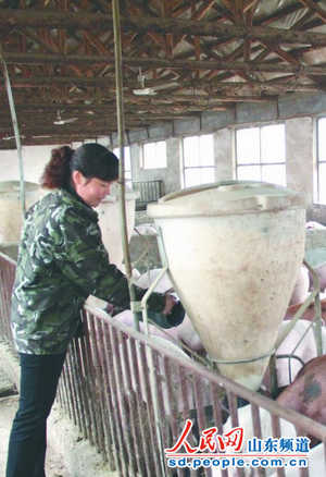 岚山一农妇养猪用上中草药 带领村民致富