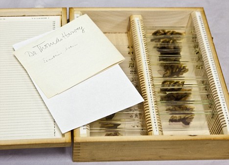 爱因斯坦46片大脑切片首次在美国费城展出(图