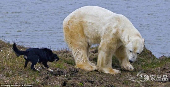 北极熊不敌狗群