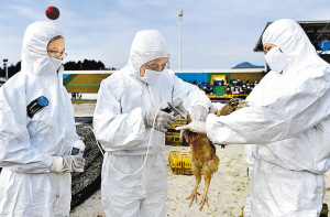 中国图文 参加演练的人员在对发生"疫情"鸡场的鸡进行扑杀,消毒处理