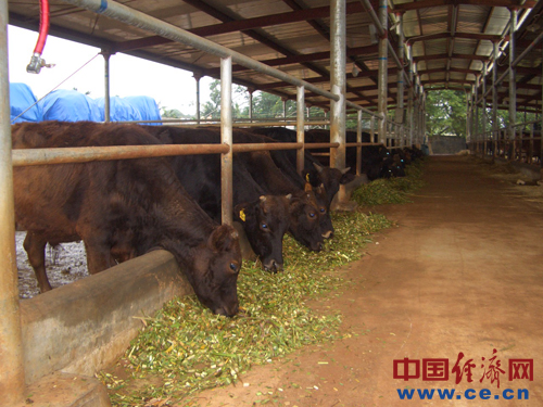 海南和牛产业初具规模 优质肉价每斤超千元