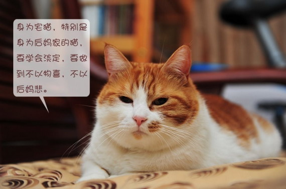 可爱小猫咪卖萌图片