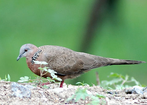阿根廷野鸽成灾导致向日葵减产 经济损失近3亿美元_新闻中心_中国网