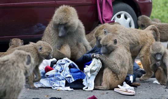 狒狒动物园第1集 4811715092121501480.jpg