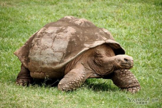 组图:加拉帕戈斯巨龟重达400公斤