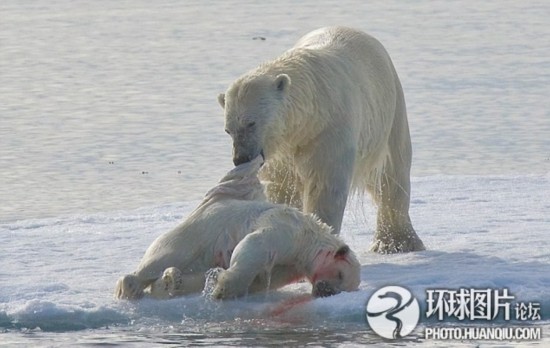 脑筋急转弯:北极熊为什么不吃企鹅