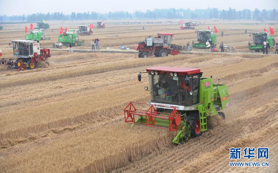 夏小麦刘星辰_人均小麦占有量(2)