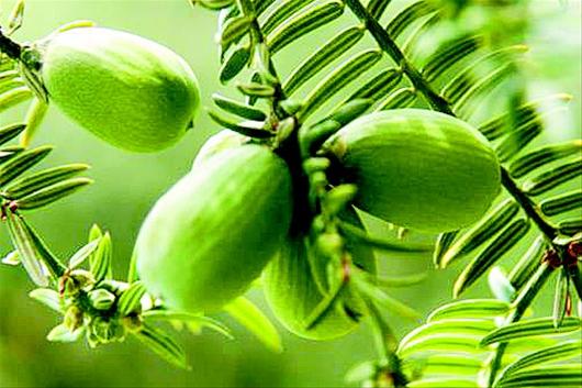 图文:一树同挂三代果一斤可卖300元